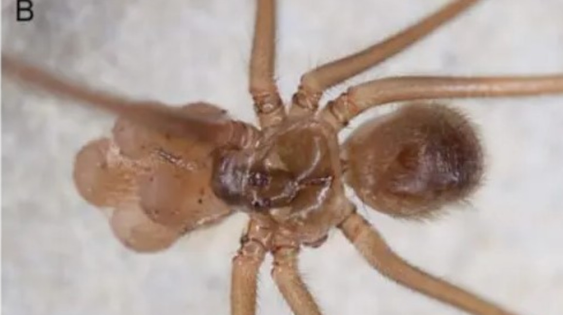 Descubren ocho especies de arañas tropicales en Ecuador