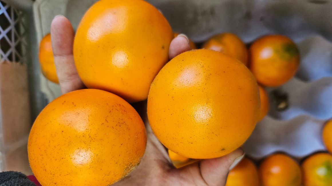 Naranjillas, el ingrediente básico del canelazo. Cuando la bebida final no lleva alcohol, le dicen 'naranjillazo'.