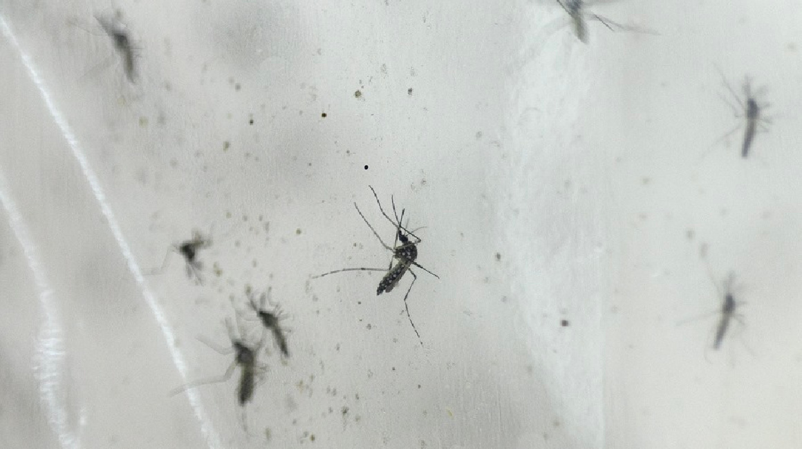 Imagen referencial sobre mosquitos