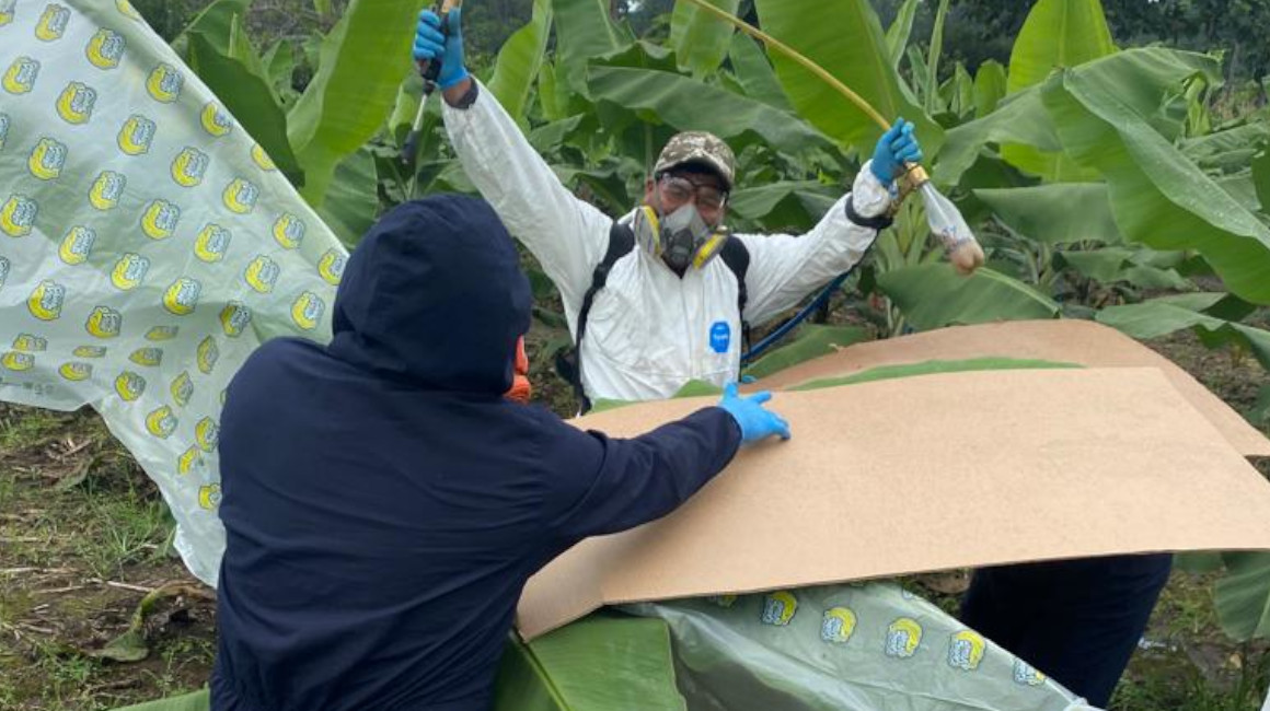Biocontroladores: hongos y bacterias sirven para combatir plagas en Ecuador