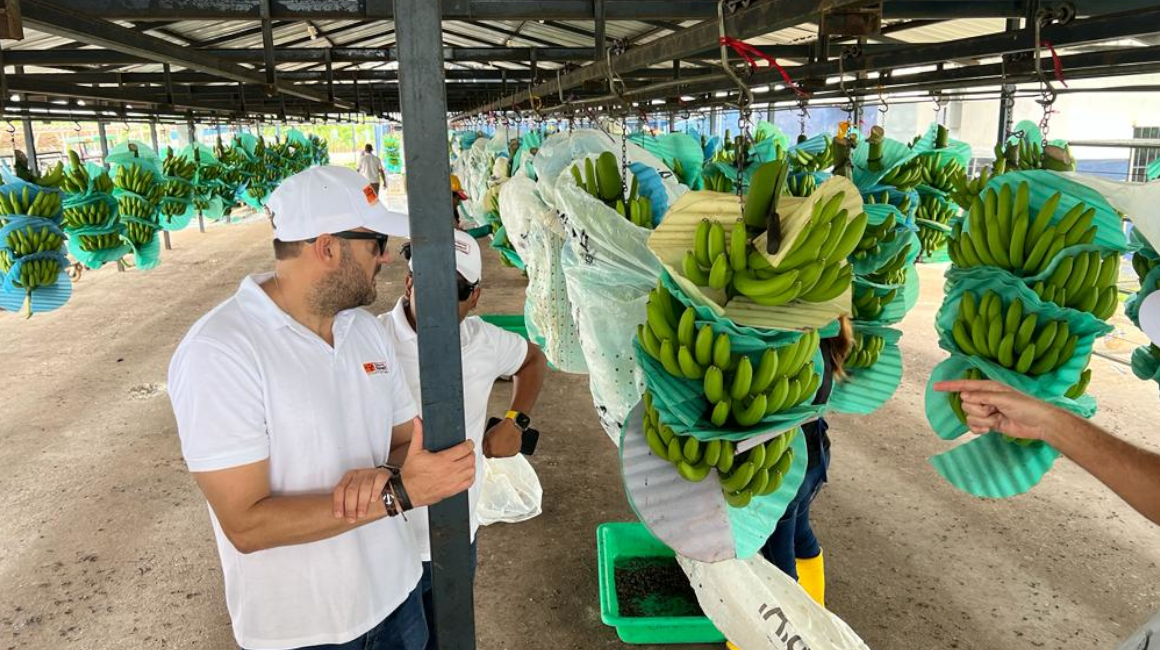 Finca bananera Don Polo, de la empresa Mundo Banana, en la provincia de Santa Elena, junio de 2023.