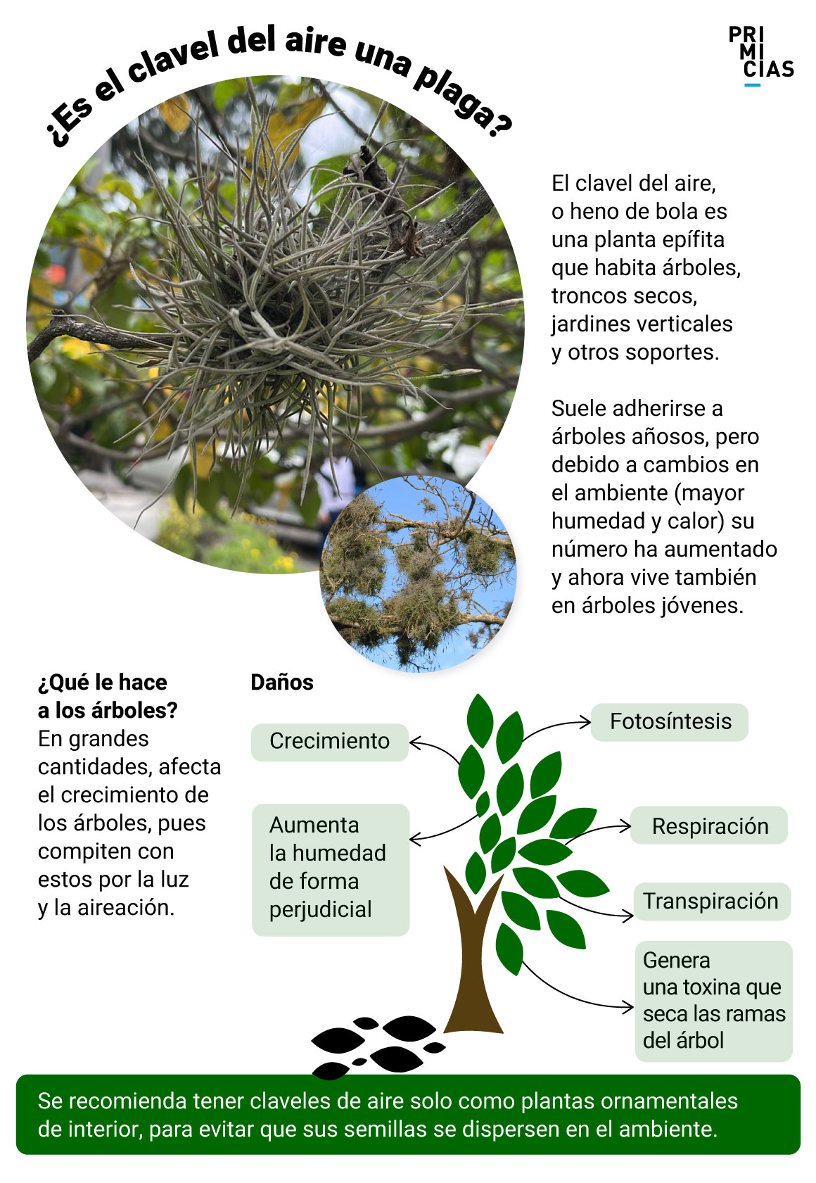 Tillandsia recurvata o clavel del aire, la planta que 'ahoga' a los árboles en Quito