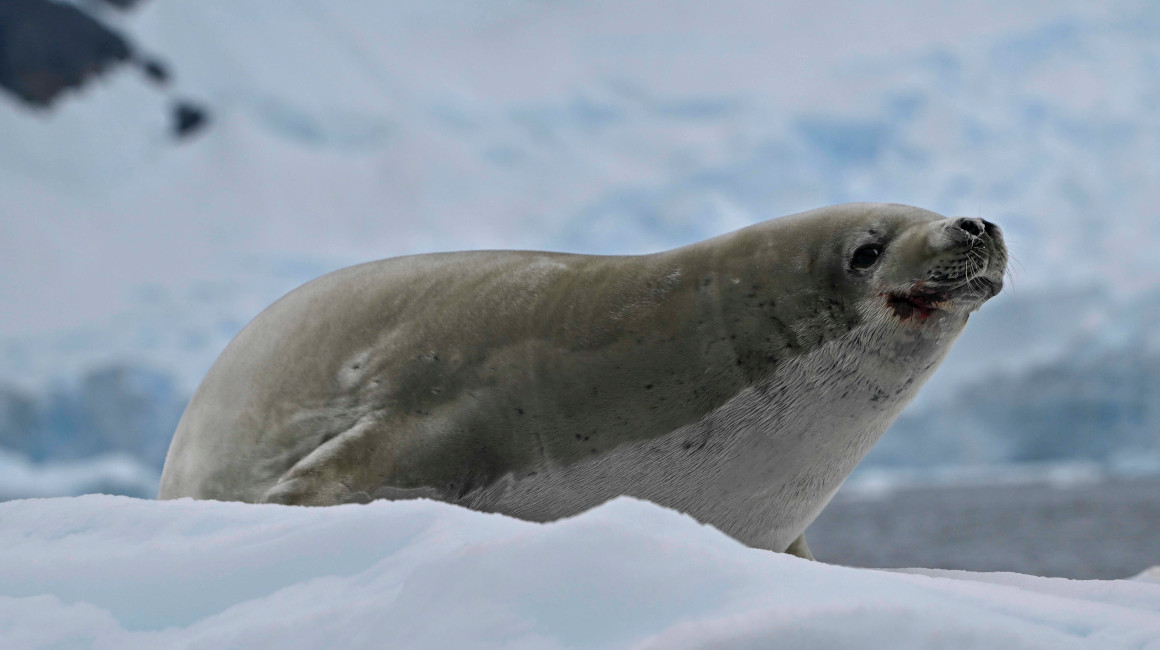 Vista frontal de una foca de la Antártida. 