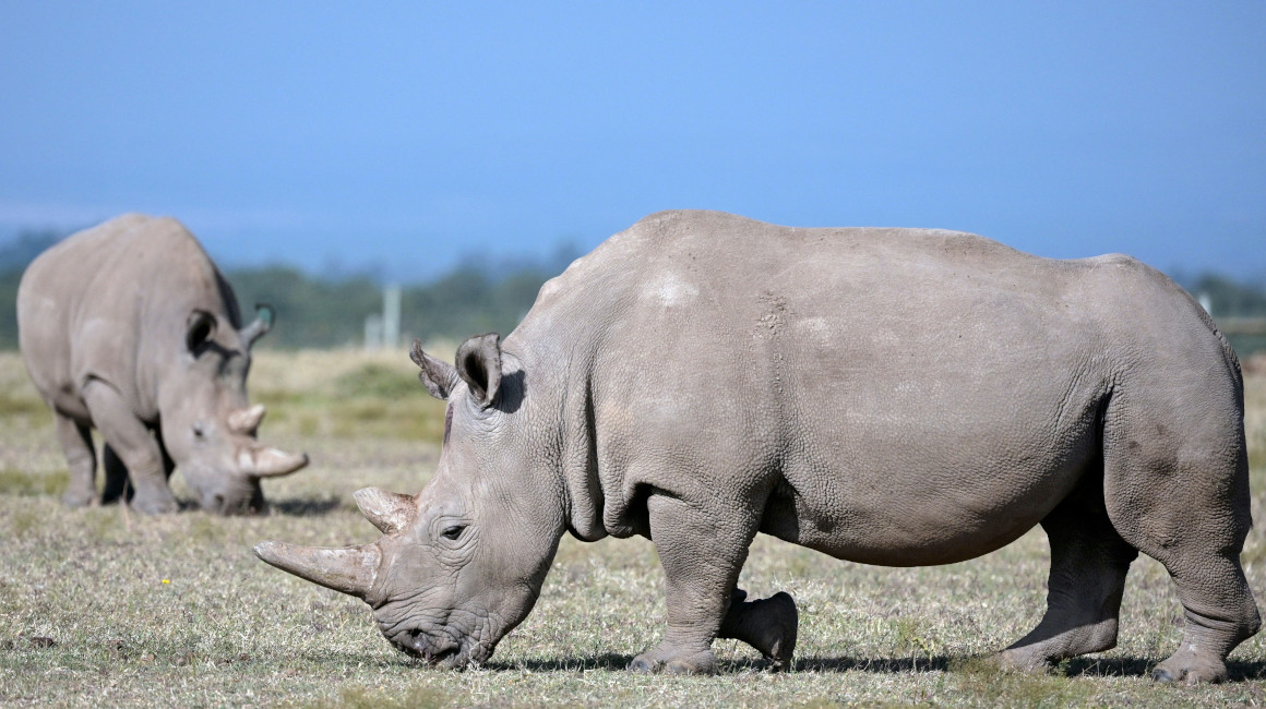 Primera fecundación in vitro de un rinoceronte blanco