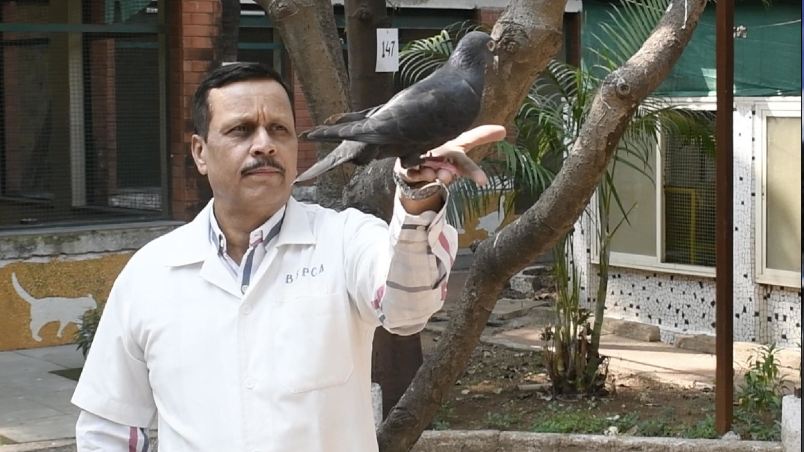Una paloma, capturada hace ocho meses por las autoridades indias, fue liberada, tras meses de sospechas de que el ave servía de vehículo para mensajes de espionaje provenientes de China.