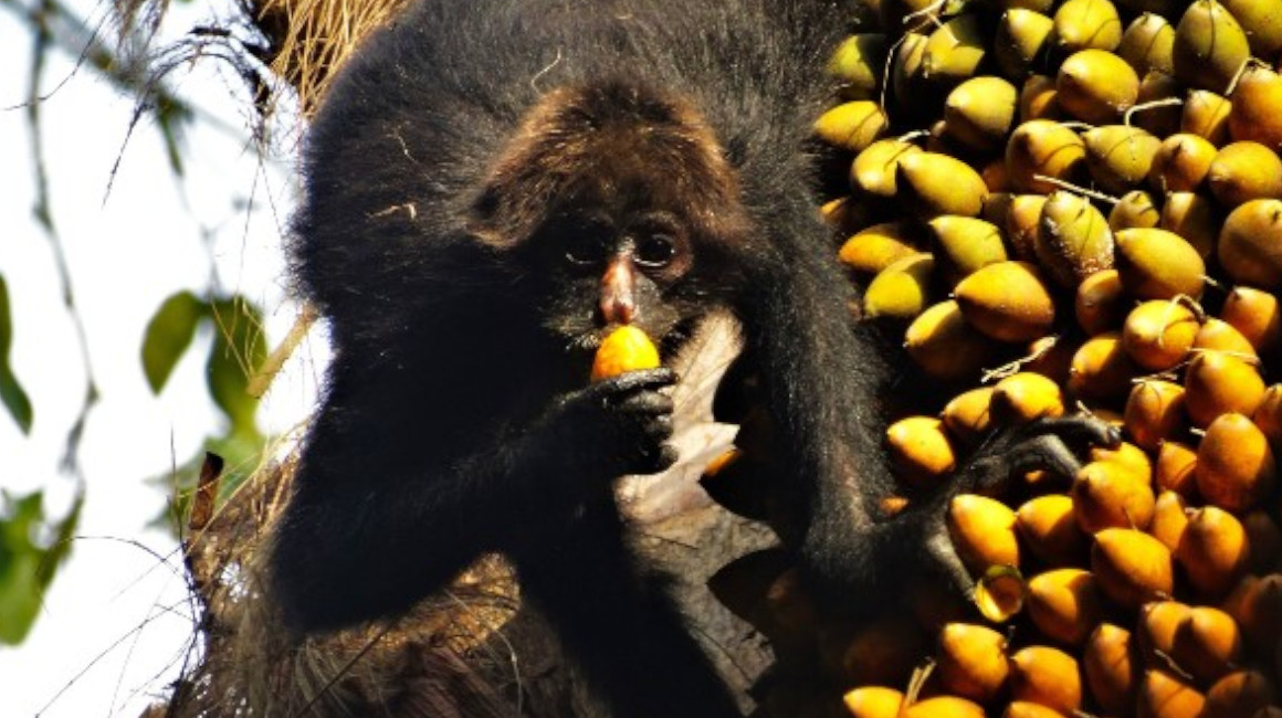 Vista frontal de un ejemplar de un mono araña en Ecuador. 