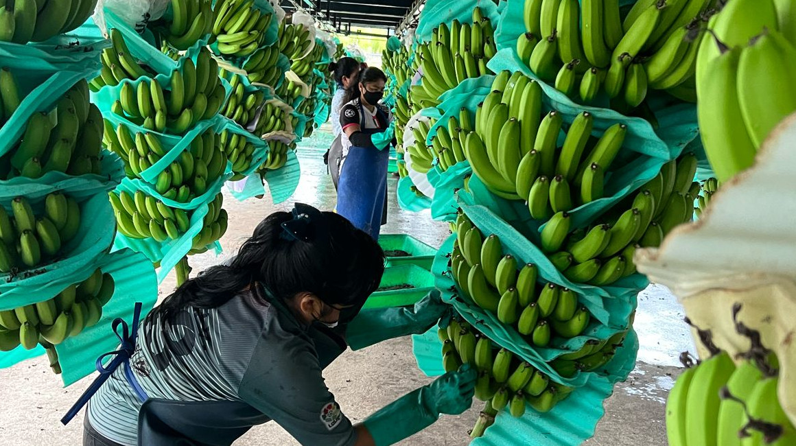Trabajadores de la empresa Mundo Banana, en Santa Elena.
