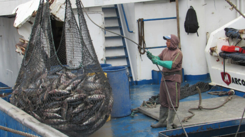 Descarga de pesca en el Terminal Pesquero y Cabotaje del puerto de Manta. 