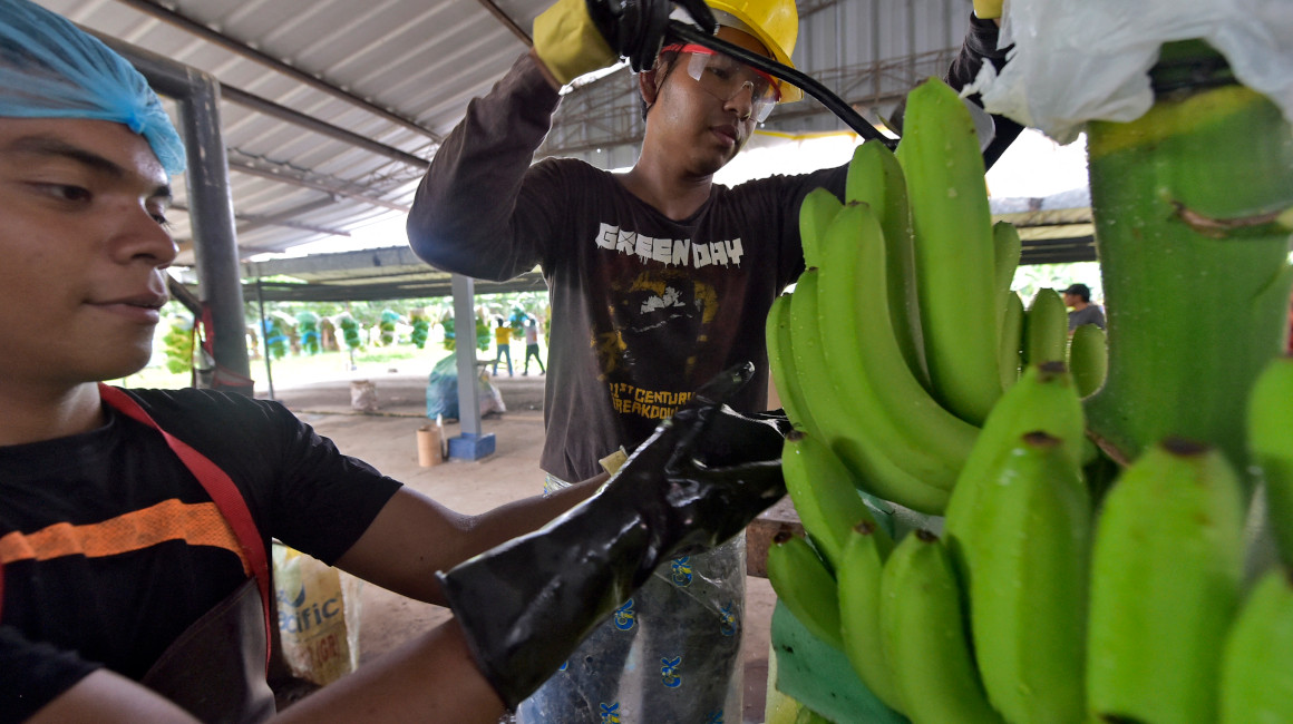 Banano ecuatoriano no llegará a Rusia