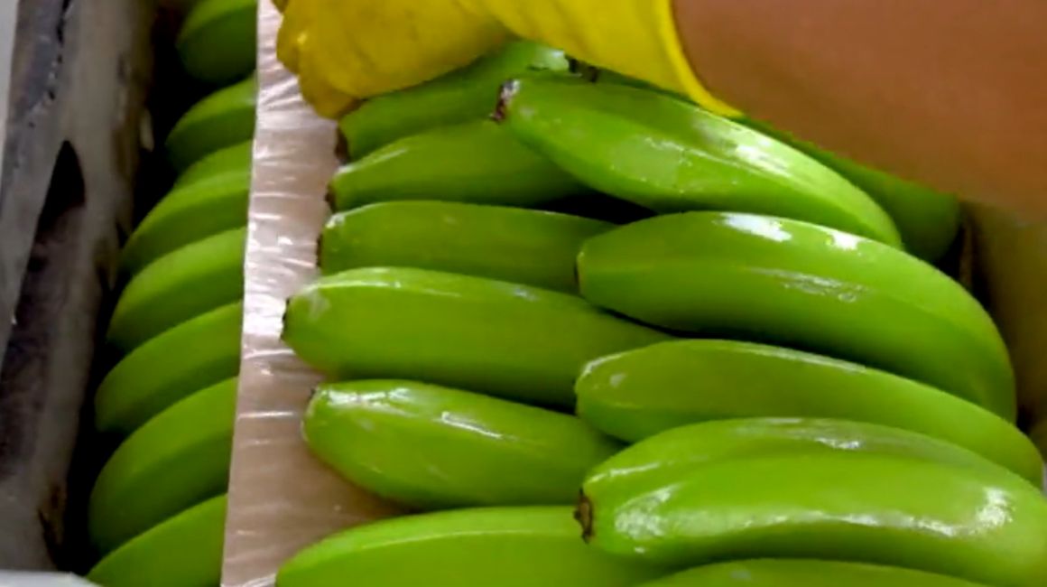 Imagen referencial de banano ecuatoriano.