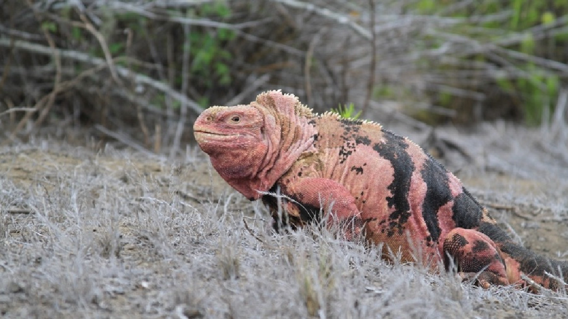 Una iguana rosada de Galápagos, especie en peligro crítico de extinción.