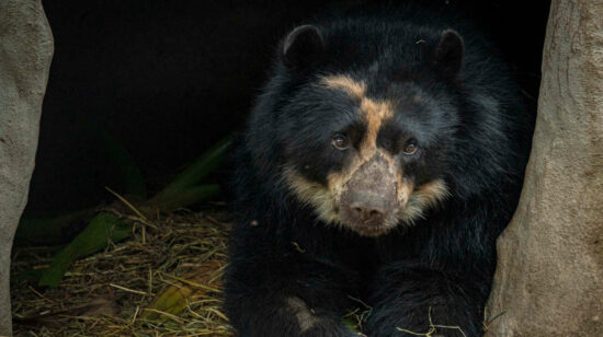 Fotografía cedida por el Zoológico de Guallabamba que muestra a Tupak, un ejemplar adulto de oso andino (tremarctos ornatus), especie en peligro de extinción, en Quito (Ecuador).
