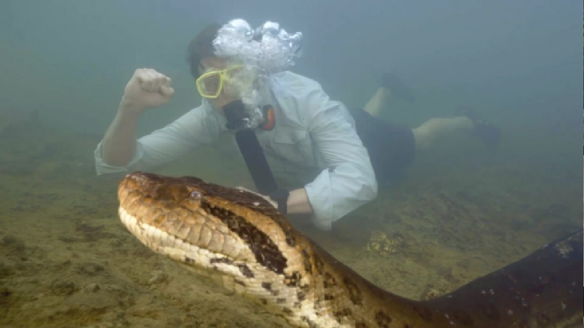 El presentador de Wildlife TV, Freek Vonk, buceó con la anaconda más grande del mundo, la serpiente más grande descubierta en el Amazonas de Brasil.