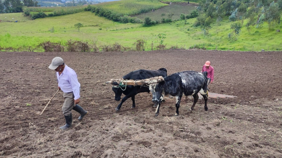 Gustavo Almedia (rojo) guía a dos toros que aran un extenso terreno en Chavezpamba, el 22 de febrero de 2024.