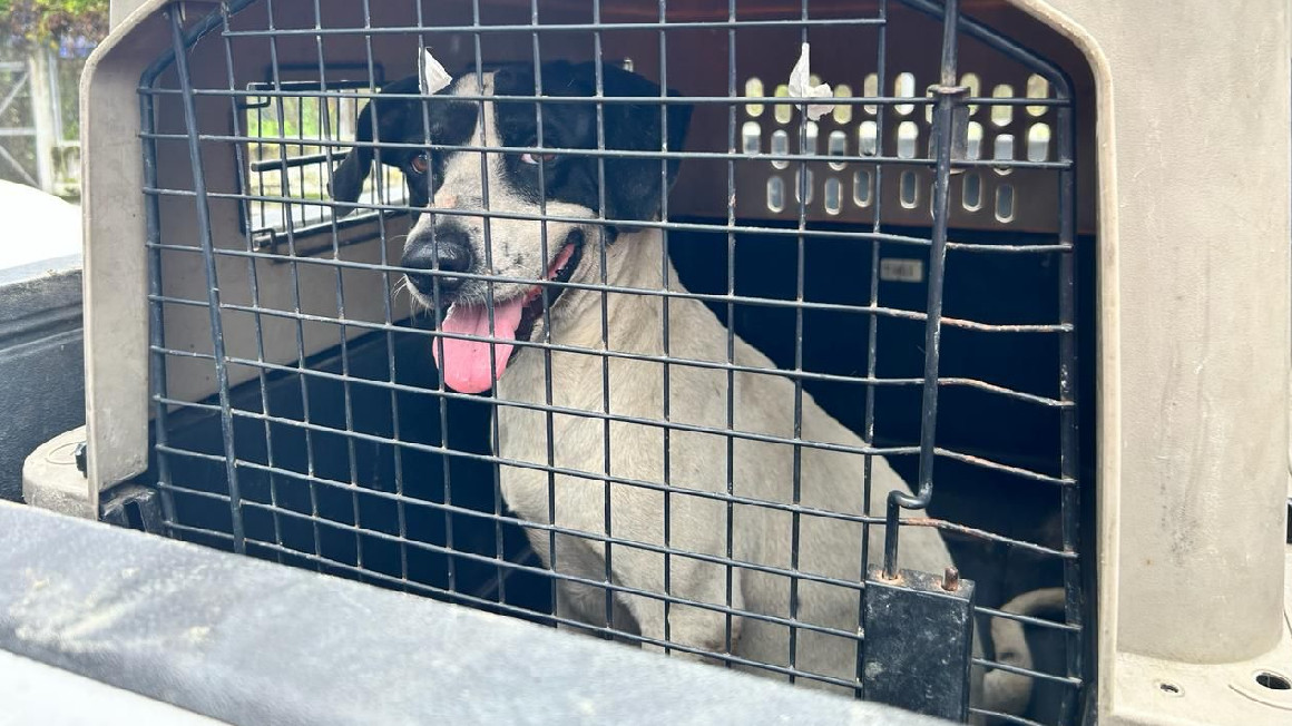 Un perro rescatado de la Penitenciaría del Litoral el 5 de marzo de 2024.