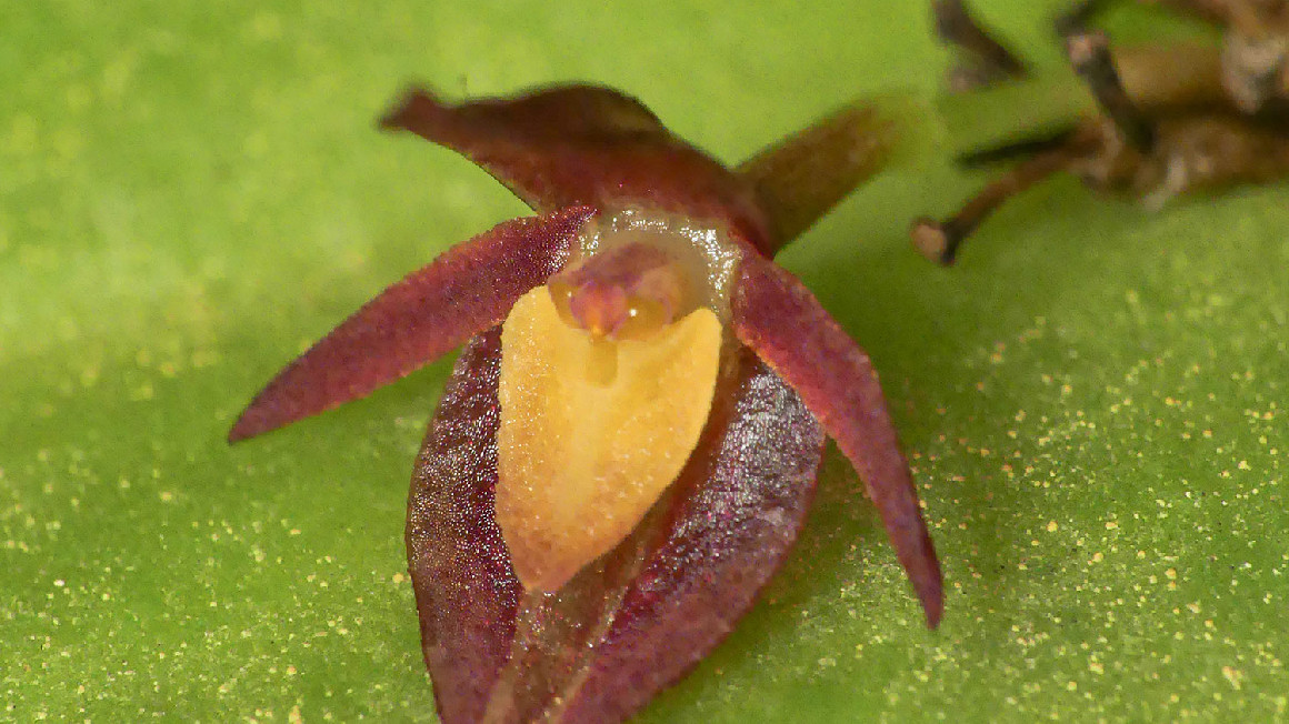 Nueva especie de orquídea descubierta en Ecuador en 2024.