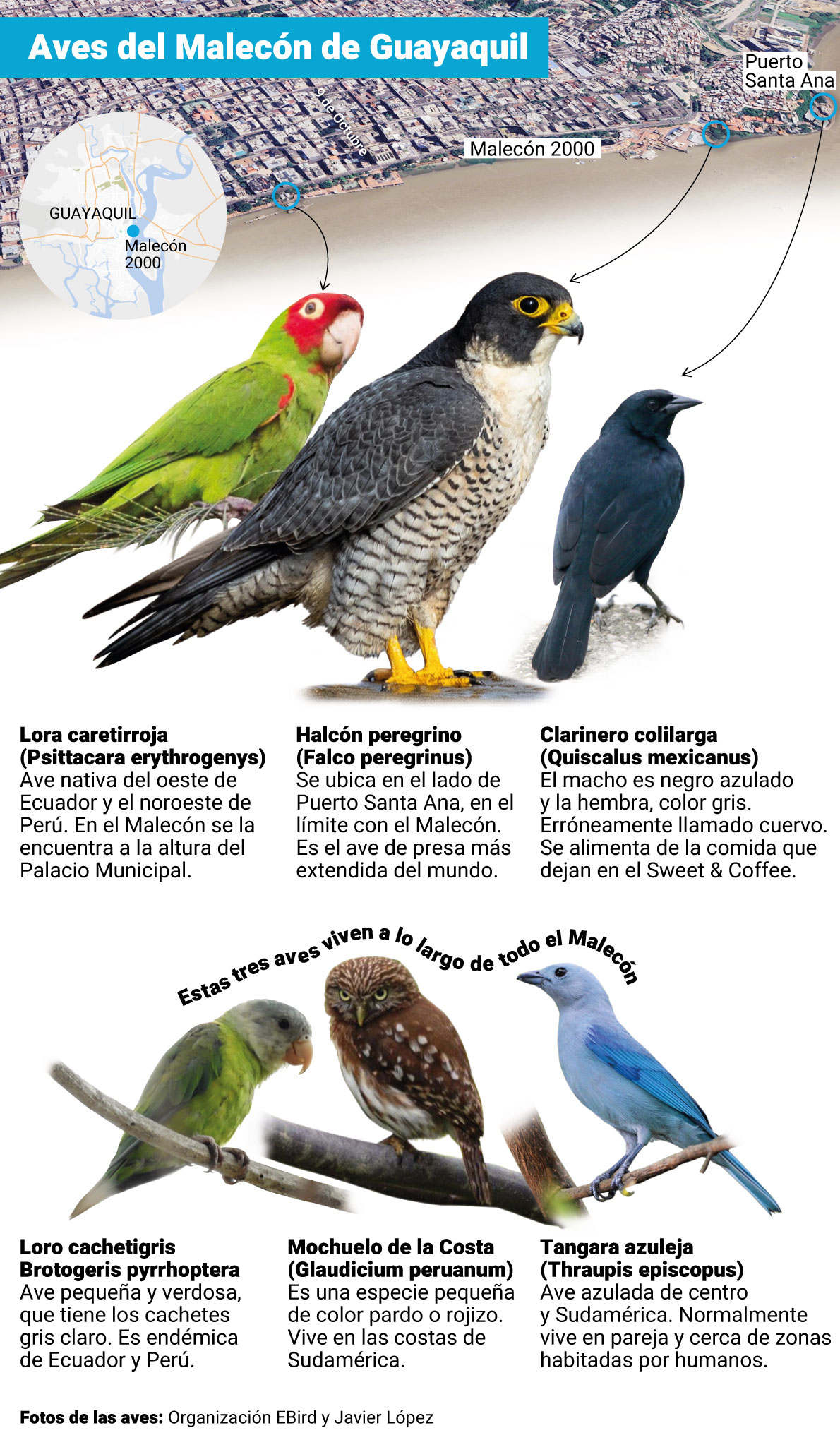 Aves del Malecón de Guayaquil: halcón, loro, mochuelo, tangara azulejo, clarinero
