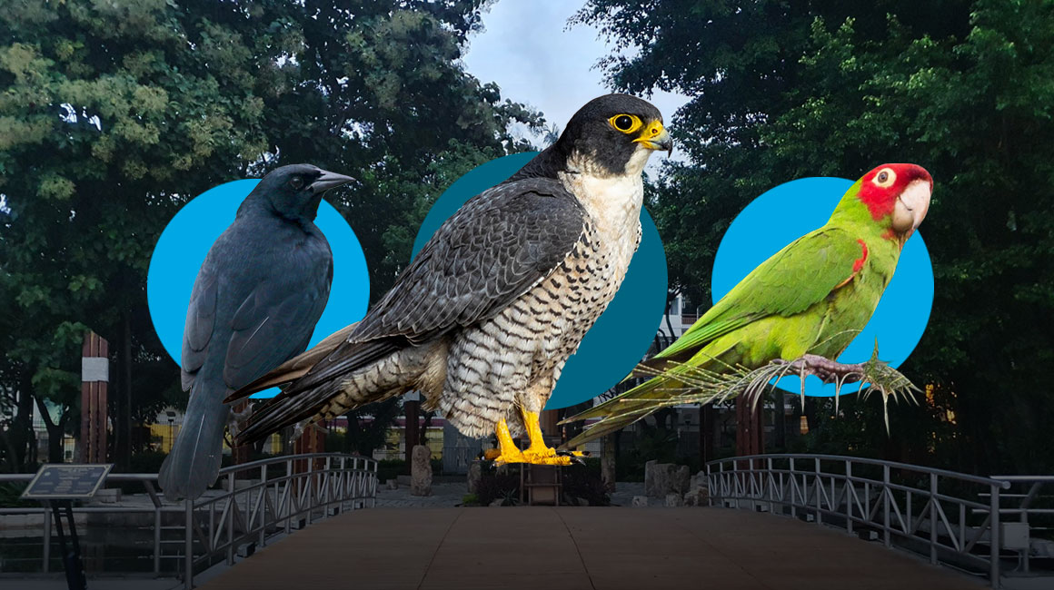 La maravillosa y desconocida ruta de las aves en el Malecón de Guayaquil