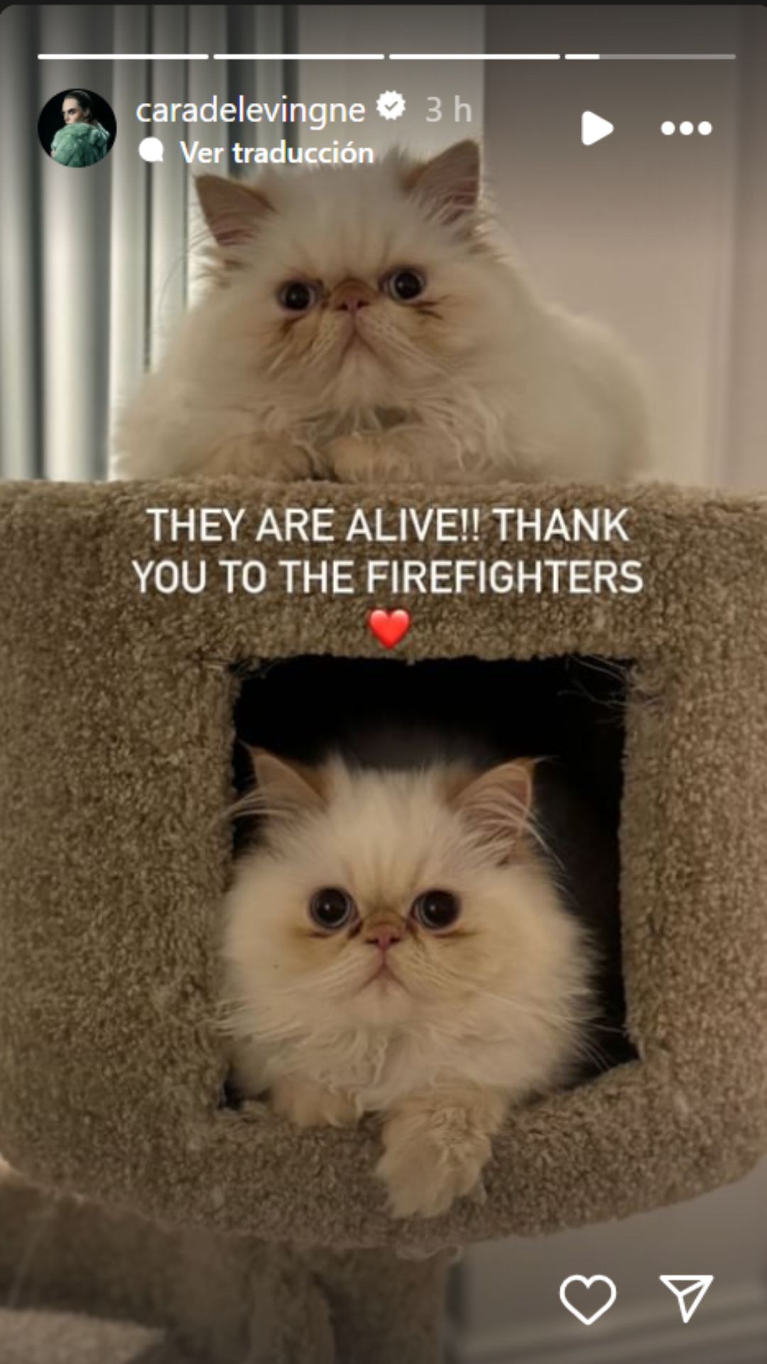 Gatos de Cara Delevingne fueron rescatados del incendio en su mansión en Los Ángeles, informó la actriz en Instagram.