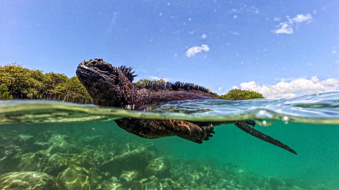 Iguana marina de Galápagos, una de las especies endémicas del Archipiélago ecuatoriano.