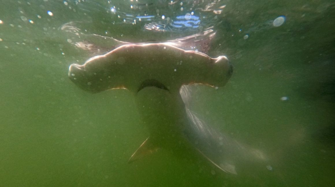El tiburón martillo es una de las especies más amenazadas por la sobrepesca y pesca ilegal.