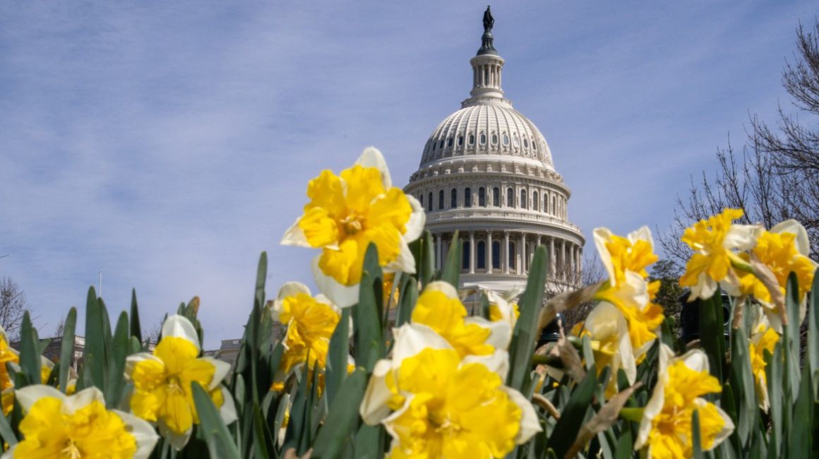 Flores de primavera en Washington, Estados Unidos, el 18 de marzo de 2024.