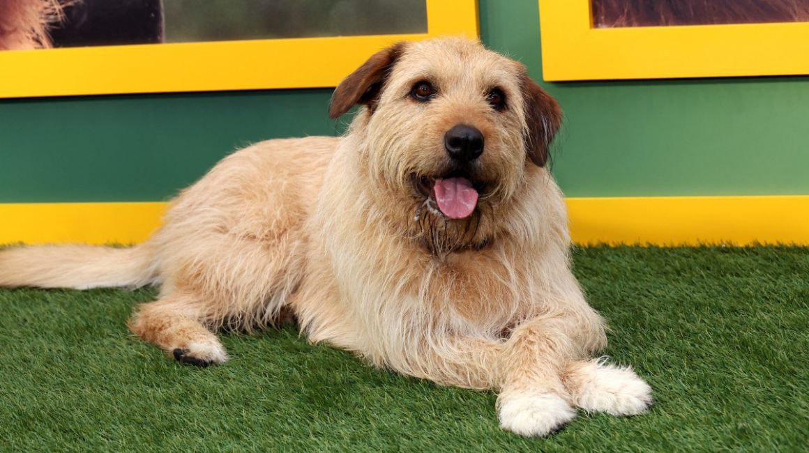 El principal actor canino que interpretó al perro 'Arthur'.