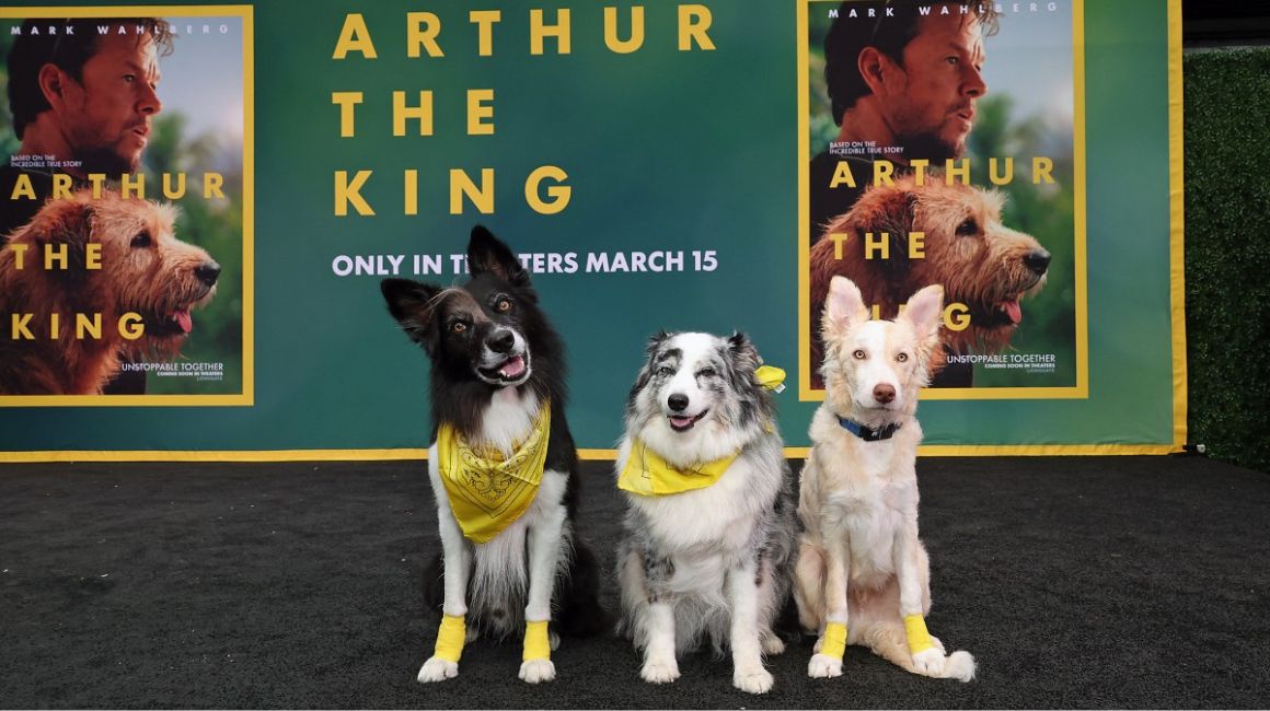 Perritos invitados a una de las premier de la película 'Arthur The King', en Los Ángeles, en febrero del 2024.