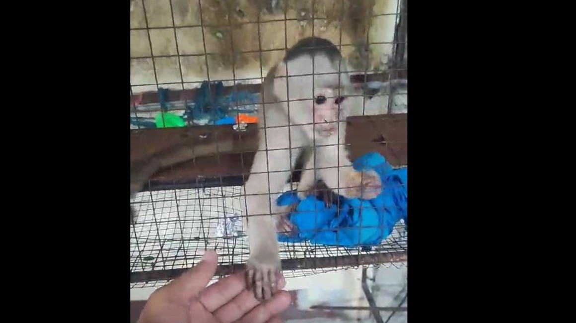 Un mono capuchino y armas de alquiler decomisados en operativo en Guayaquil