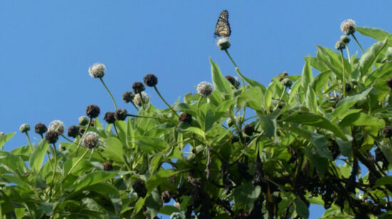 Una mariposa se alimenta de los árboles de Scalesia, una planta en peligro por una especie invasora: los arbustos de mora.