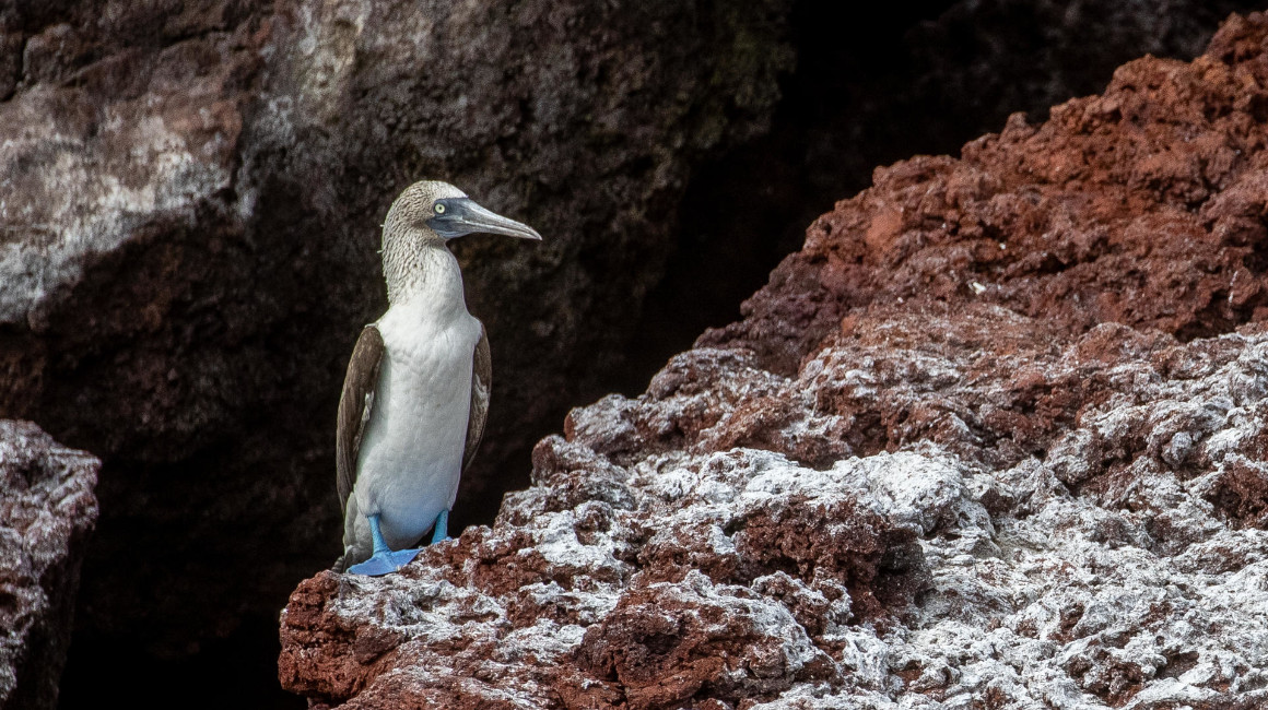 Un piquero de patas azules en Galápagos, una de las especies afectadas por la gripe aviar. 