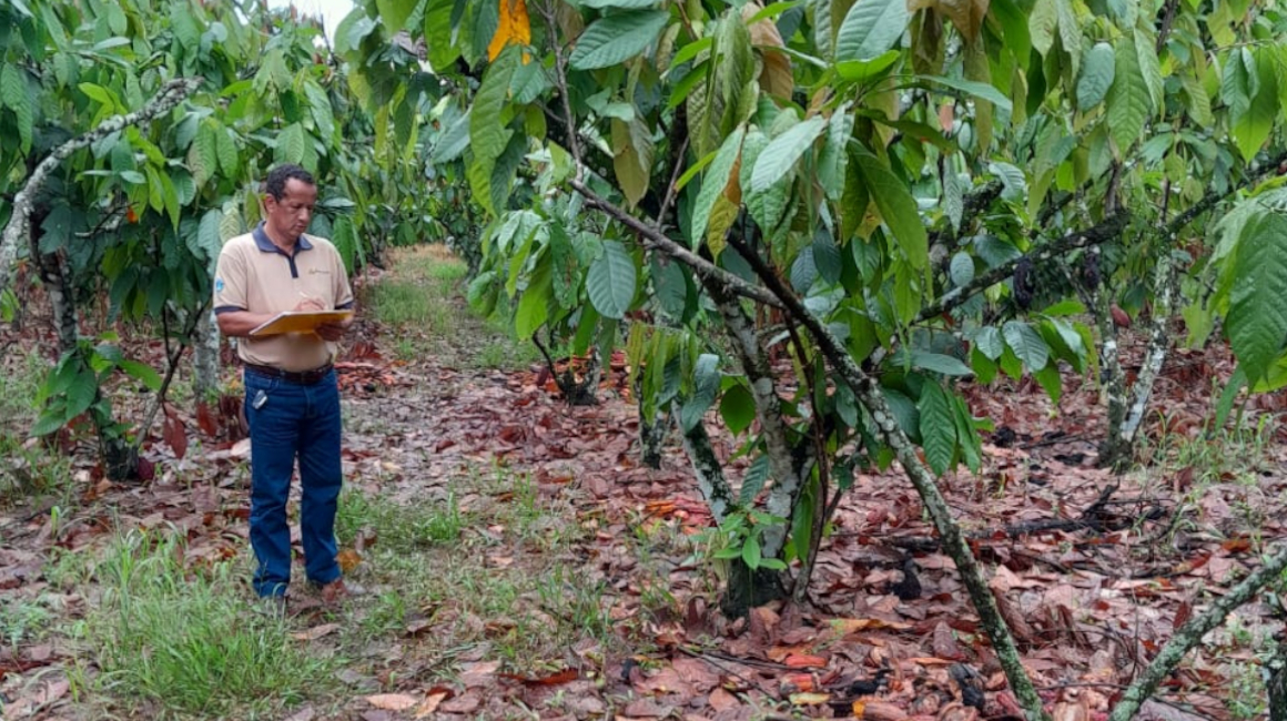 Técnicos de Anecacao realizan una visita técnica a la parroquia Zapotal, en Los Ríos, para realizar pronósticos de cosecha de cacao. Foto de 8 de febrero de 2024.