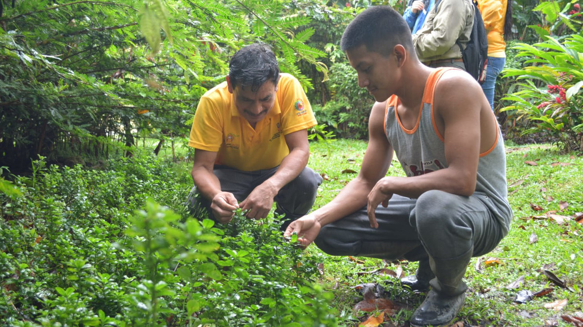 Durante 24 años, Ramón Pucha ha rescatado plantas en peligro de extinción y ahora tiene miles en su finca de 31 hectáreas en Napo.