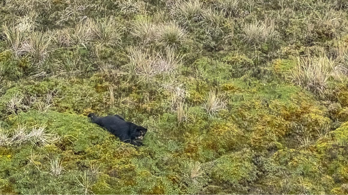 Tupak, el oso andino, fue liberado el pasado 31 de marzo, en la reserva Parque Nacional Cayambe Coca.