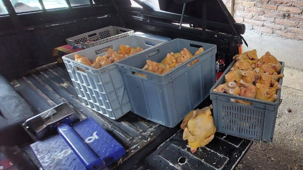 Pollos en gavetas sin medidas de higiene en un camal clandestino de Quito, el 30 de marzo de 2024.