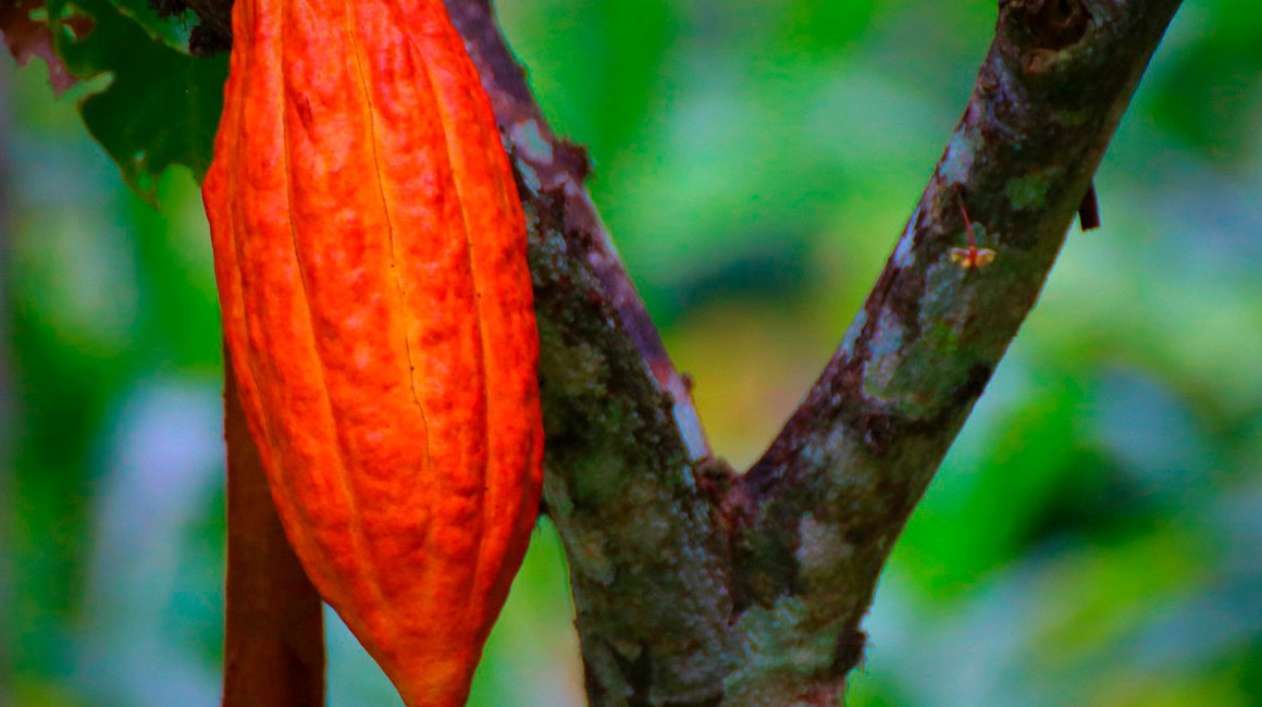 Los altos precios del cacao le quitan espacio al cultivo ilegal de coca en Colombia