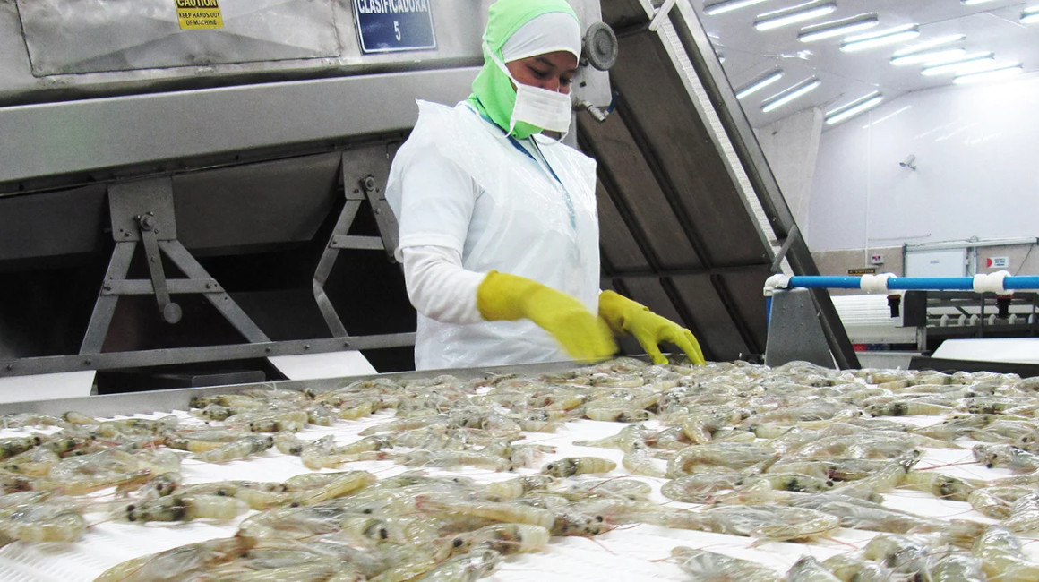 Foto referencial de exportación de camarón, tomada de la web de la Cámara Nacional de Acuacultura el 5 de abril de 2024.