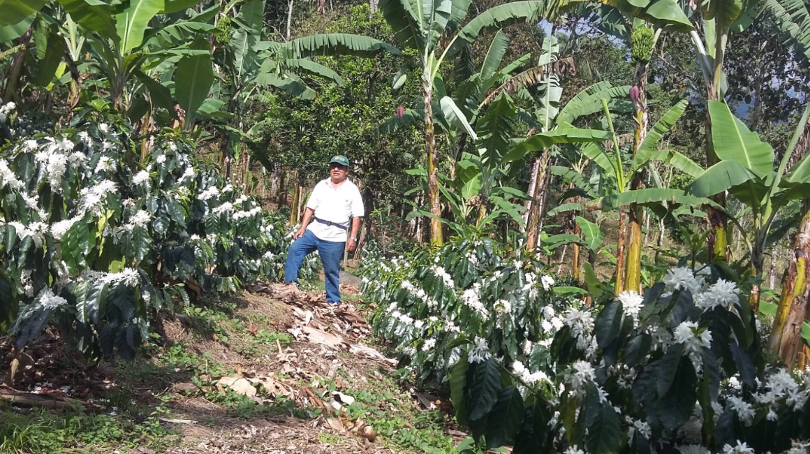 El productor de café Vicente Cárdenas, en su finca Modelo Puyango, en Loja, durante la época de floración de las plantas.