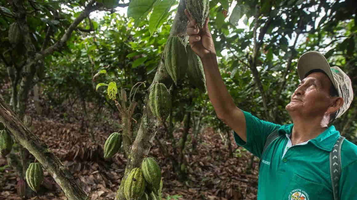 Imagen referencial de producción de cacao, el principal producto de exportación de Ecuador a México.