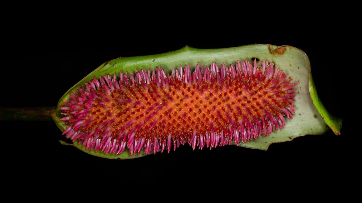 Anthurium patriciaroseroae, especie endémica de la Reserva de Biosfera del Chocó Andino, en el Distrito Metropolitano de Quito.