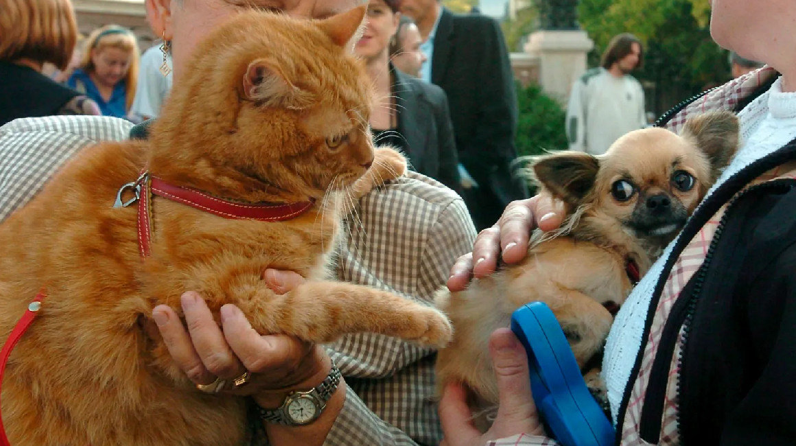 Un gato y un perro chihuahua en manos de sus dueños en una foto de archivo.