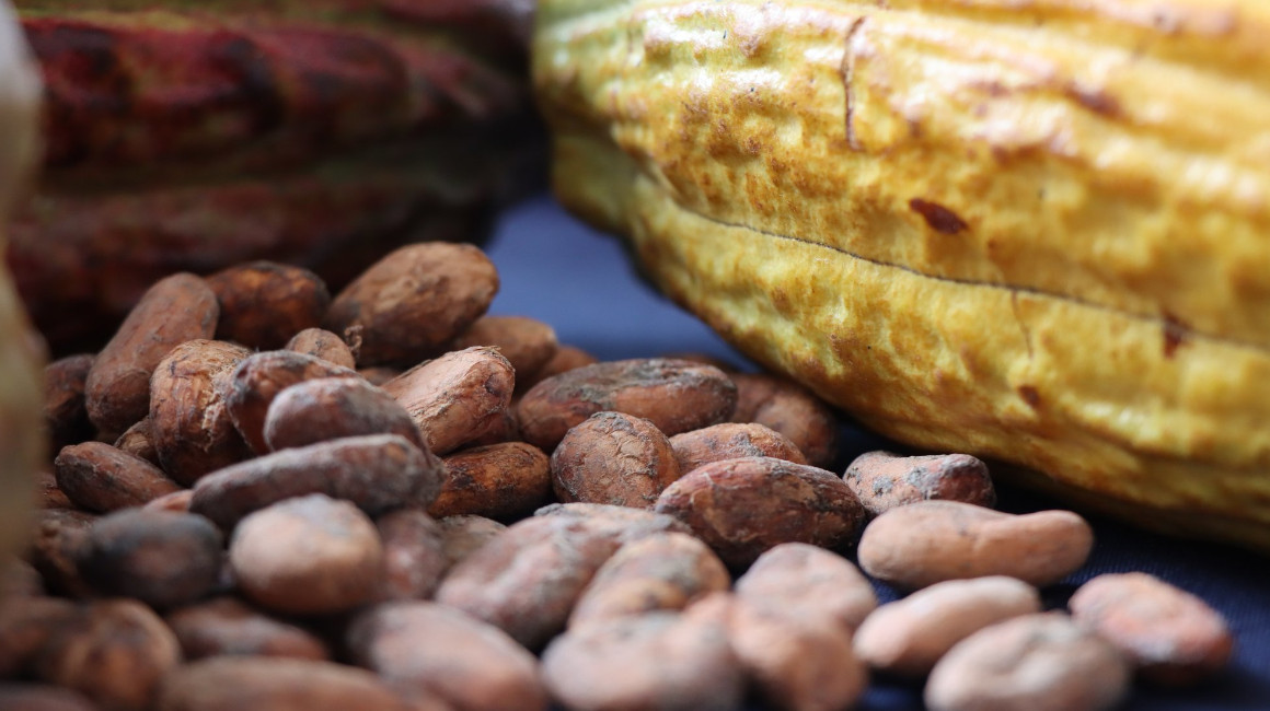Imagen referencial de granos de cacao.