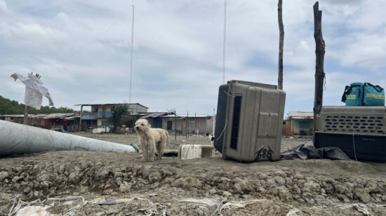 El Municipio informó del rescate de tres perros y un gato en Puerto Arturo, comunidad abandonada en el Golfo de Guayaquil.