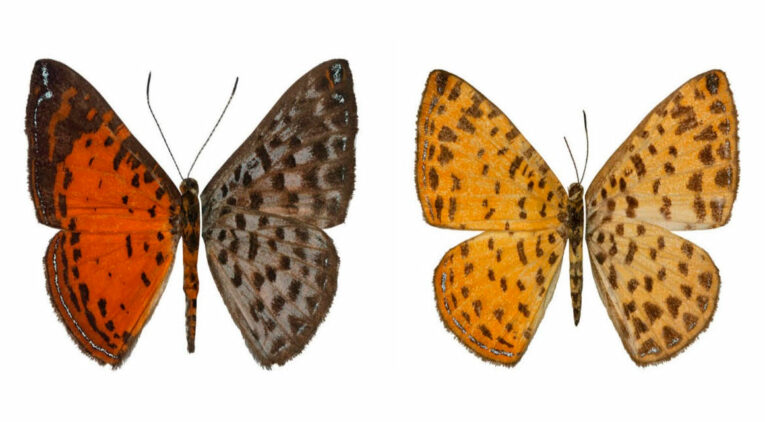 Ejemplar macho de mariposa Argyrogrammana cana (izq.) y hembra (derecha) 