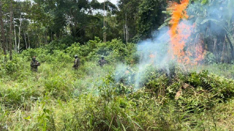 Ejército destruye 10.000 plantas de coca en Sucumbíos