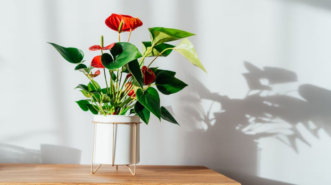 Si tiene buena luz, las flores de la anthurium tendrán colores más vivos y durarán más. OKRASYUK (GETTY IMAGES/ISTOCKPHOTO) / El País