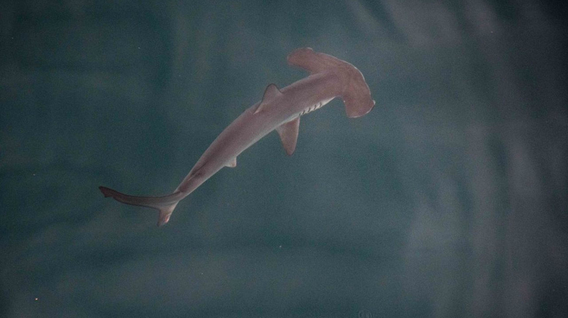 Vista frontal de uno de los tiburones liso martillo 'bebè' en su guardería bajo las aguas de Galápagos.