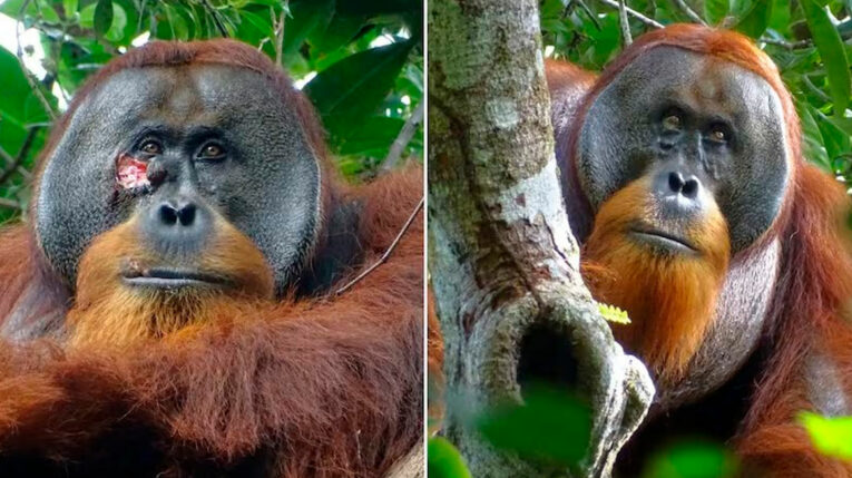 Esta imagen muestra al orangután Rakus antes y después de curarse su herida.