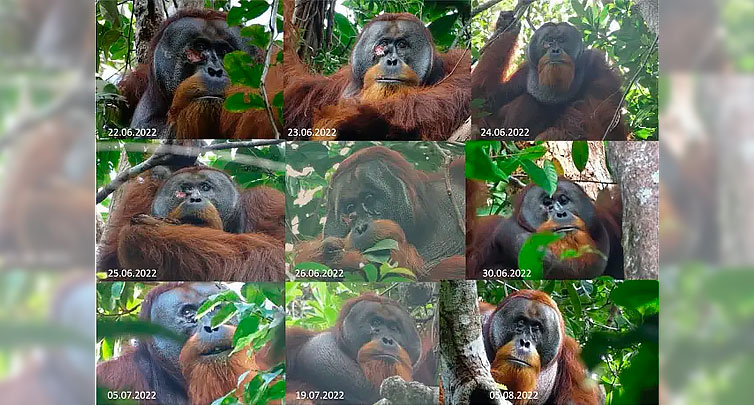 Esta composición de imágenes muestra el proceso de sanación del orangután Rakus.