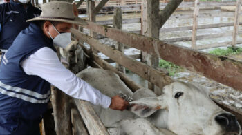 Un funcionario del Ministerio de Agricultura aplica la vacuna contra la fiebre aftosa a una vaca, el 3 de mayo de 2024.